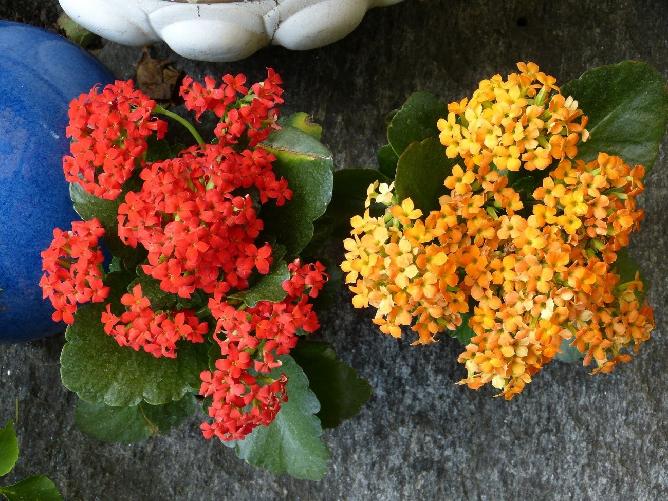 Flor-da-fortuna, também conhecida como Kalanchoe, ou Kalandiva – com pétalas dobradas (Foto: Pixabay / Hans / CreativeCommons)