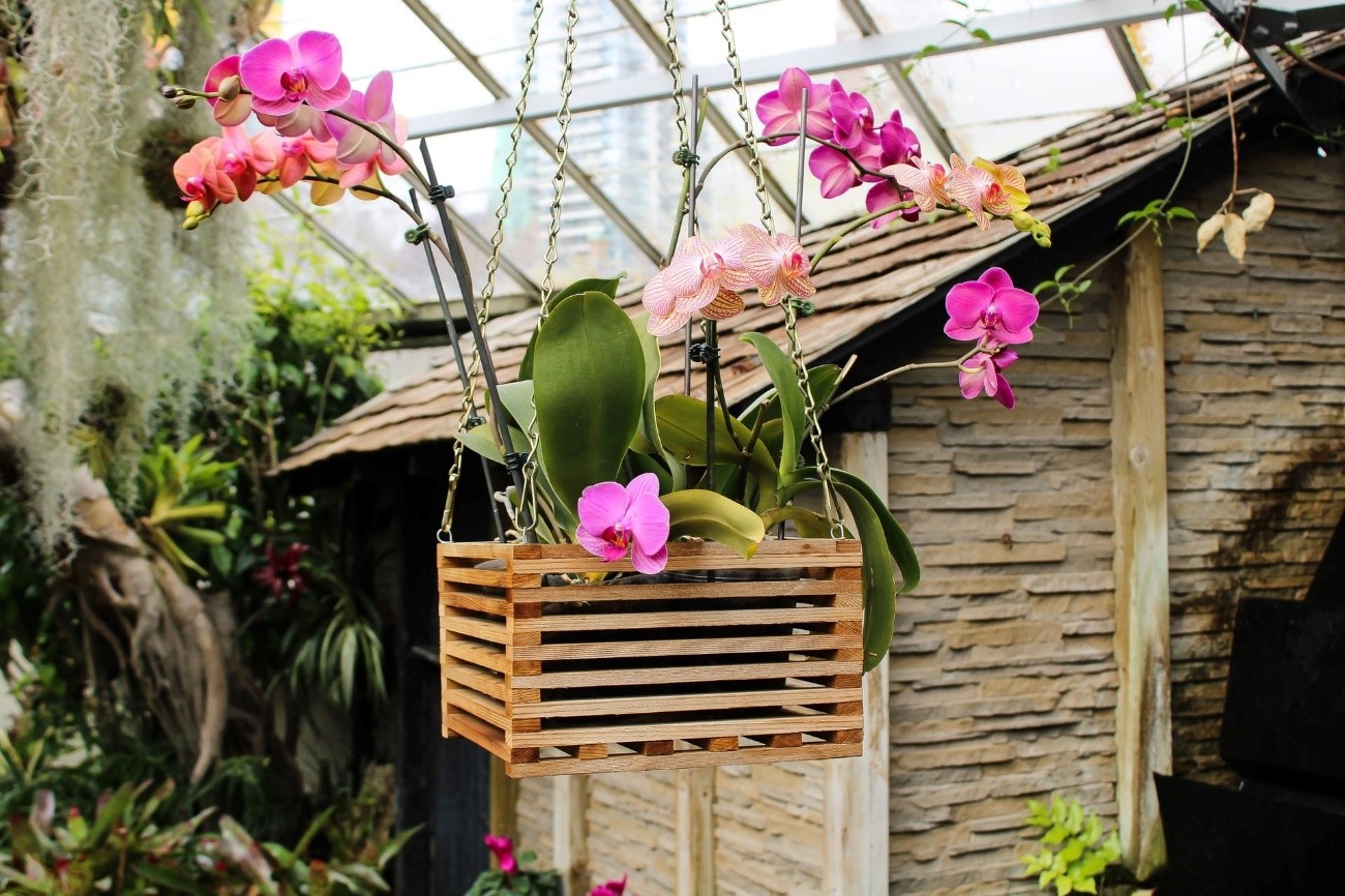 A orquídea é uma das flores indicadas para decorar a casa (Foto: Unsplash / Chantal DeGaust / CreativeCommons)